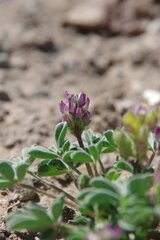 Lupinus brevicaulis