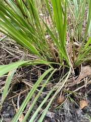 Chasmanthium sessiliflorum