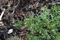 Artemisia michauxiana