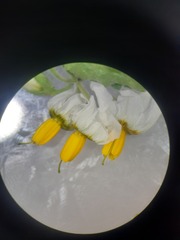 Solanum tweedianum