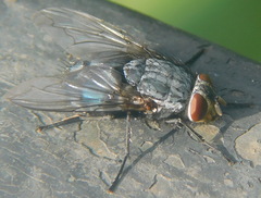Calyptratae