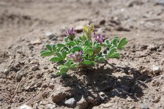 Lupinus brevicaulis