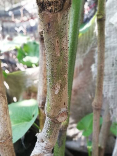 Piper auritum - Leaves