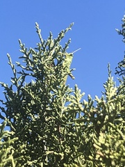 Schistocerca shoshone