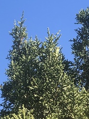 Schistocerca shoshone