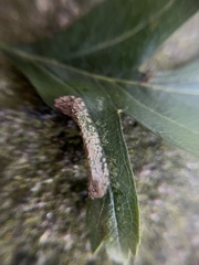 Phyllonorycter oxyacanthae