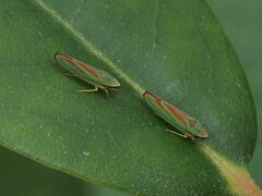 Graphocephala fennahi