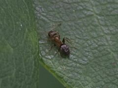 Lasius brunneus