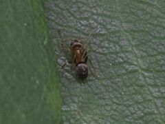 Lasius brunneus