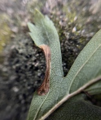 Phyllonorycter oxyacanthae