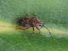 Kleidocerys resedae
