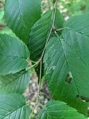 Agromyza aristata
