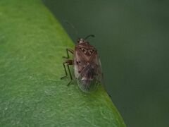 Kleidocerys resedae