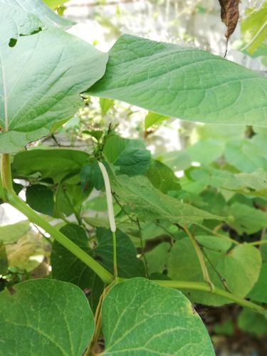 Piper auritum - Whole tree