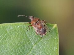 Kleidocerys resedae