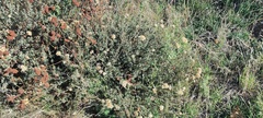 Eriogonum fasciculatum polifolium