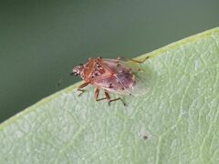 Kleidocerys resedae