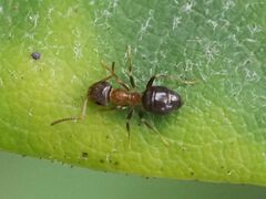 Lasius brunneus