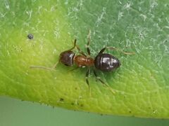 Lasius brunneus