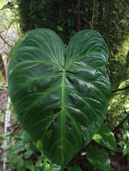 Philodendron verrucosum image