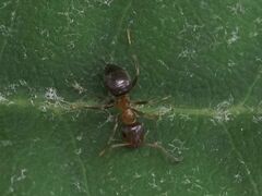 Lasius brunneus