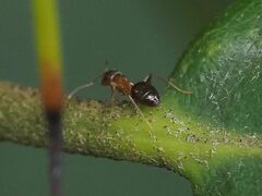 Lasius brunneus