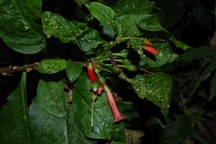 Iochroma fuchsioides