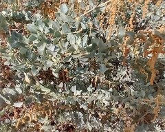 Atriplex lentiformis