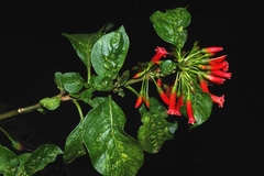 Iochroma fuchsioides