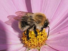 Bombus pascuorum