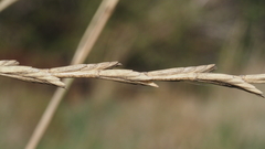 Thinopyrum intermedium