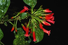 Iochroma fuchsioides