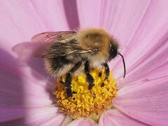 Bombus pascuorum