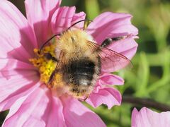 Bombus pascuorum