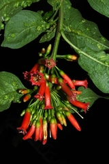 Iochroma fuchsioides