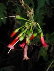 Iochroma fuchsioides