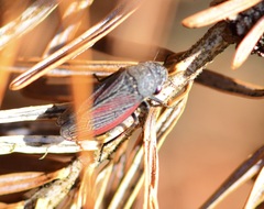 Cuerna striata