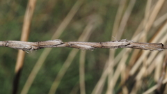 Thinopyrum intermedium