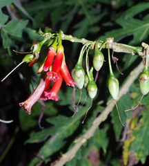 Iochroma fuchsioides