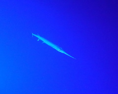 Platybelone argalus