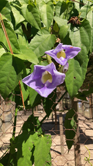 Thunbergia grandiflora