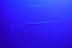 Platybelone argalus