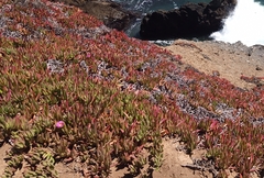 Carpobrotus chilensis