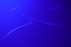 Platybelone argalus