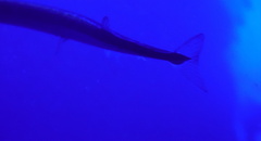 Platybelone argalus