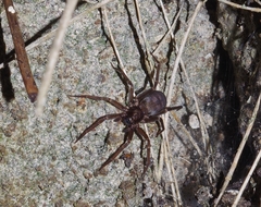Araneae