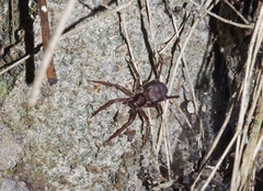 Araneae