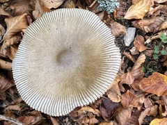 Amanita submembranacea