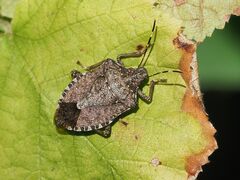 Halyomorpha halys