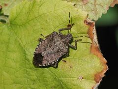Halyomorpha halys